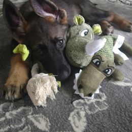 German Shepherd Puppies from Royalty German Shepherds