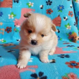Ceecee's Boy - Cream parti male Pomeranian puppy in Linwood, North Carolina from MJ's Pomeranians