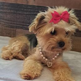 Bugs - Yorkshire Terrier