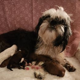 Ava - Shih Tzu