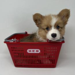 Butterscotch (fluffy) - Sable male Pembroke Welsh Corgi puppy in Waco, Texas from The Comma Corgis