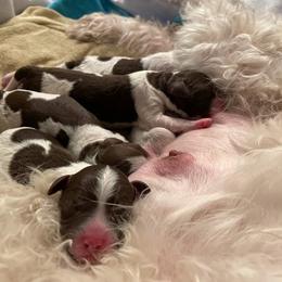 Lagotto Romagnolo Puppies from Joyful Heart