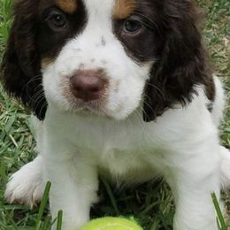 English Springer Spaniel Puppies from River’s Edge ~ English Springer Spaniels