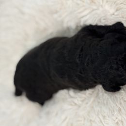 Bernedoodle Puppies from Reeces Pieces Puppies