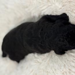 Bernedoodle Puppies from Reeces Pieces Puppies