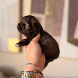 Leo - Liver male Miniature Schnauzer puppy in Orange City, Florida from Xaysha’s Miniature Schnauzers
