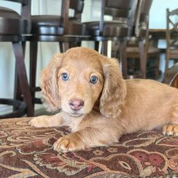 Jill - Cream female Dachshund puppy in Commerce, Texas from Devoted Doxies Cream Dachshund