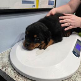 Female 7 - Black and mahogany female Rottweiler puppy in Humble, Texas from Inexorable Haus Early Rotts