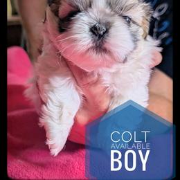 Colt - Tricolor male Shih Tzu puppy in Orient, Ohio from Forever Friends Shih-Tzu