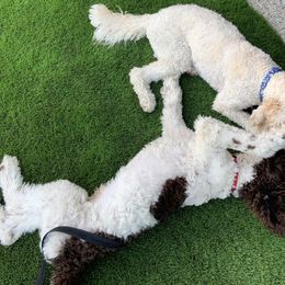 Goldendoodles and Poodles from Alvy's Poodles and Doodles