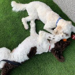 Goldendoodles and Poodles from Alvy's Poodles and Doodles