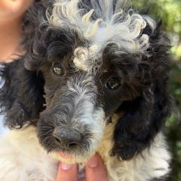 Messi - Parti male Poodle puppy in Florence County, South Carolina from Modern Family Standards