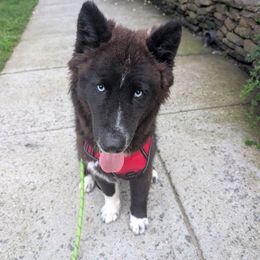 Juliet AKC - Black and white female Siberian Husky puppy in Centreville, Maryland from Huskies By the Bay