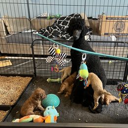 Poodle Puppies from Pawsable Prospects