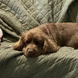Tilly - Sussex Spaniel