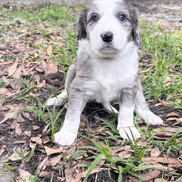 Pink collar - Blue merle female Aussiedoodle puppy in Melrose, Florida from Howdilly Doodley