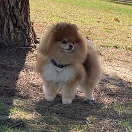 Pomeranian All Grown Up from ShowPomeranians