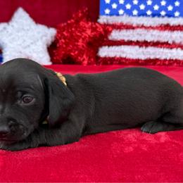 Lazar - Black male Dachshund puppy in Lincoln, Arkansas from Red Dirt Dachshunds