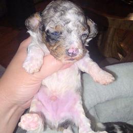Orion - Merle male Cockapoo puppy in Lebanon, Kentucky from Mosaic Merle Doodles