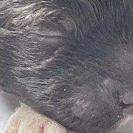 Boy 4 - Lagotto Romagnolo puppy from Adagio Lagotto