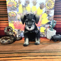 Rocket - Black and white male Schnoodle puppy in Tucson, Arizona from Smart Schnauzers & Schnoodles