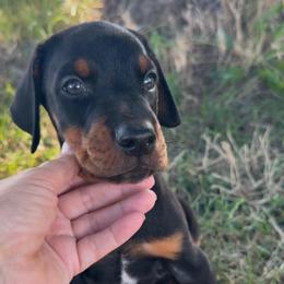 Maverick - Black and rust male Doberman Pinscher puppy in Peru, Indiana from De luxe dobermans