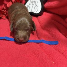 Blue collar - Chocolate male Dachshund puppy in Pleasant Plains, Arkansas from JGBs Dachshunds