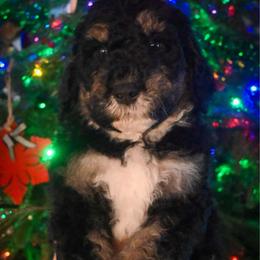 Dasher - black tri - Phantom male Bernedoodle puppy in Lookout, California from Remington Kennels, LLC