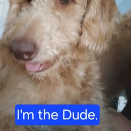 The Dude. - Caramel male Labradoodle puppy in Henderson, Nevada from Hills labradoodles