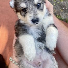 Siberian Husky Puppies from Broward Huskies