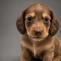 Espresso limited AKC - Chocolate and cream male Dachshund puppy in Bartlesville, Oklahoma from Kippers Keepsake Dachshunds