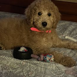 Double Doodle, Labradoodle, Poodle, and Yorkshire Terrier Puppies from Cotton Rack Doodles