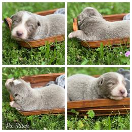 Lilac 2 - smooth- 1650 - Lilac male Border Collie puppy in Nashville, Arkansas from Whisenhunt Farms