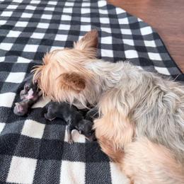 Boy 1 - Black and tan male Yorkshire Terrier puppy in Richland County, South Carolina from Nesha's Pawrific Tails