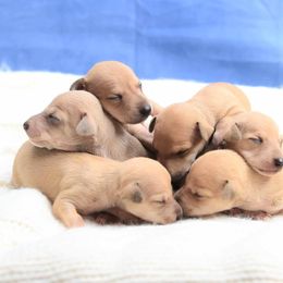 Brussels Griffon and Italian Greyhound Puppies from Adornare Kennels