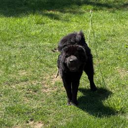 Shadow - Chinese Shar-Pei
