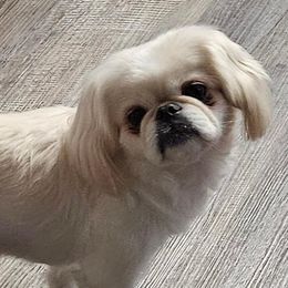 Pekingese from Amy’s Lil Pekingese