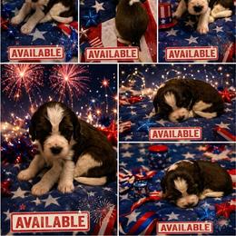 August - Black white and tan male English Springer Spaniel puppy in Socorro, New Mexico from Huntin' Buddies