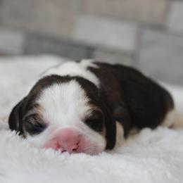 Rosa - Black tan and white female Beagle puppy in Morrill, Kansas from Kelle Beagles