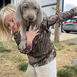 Lime Green Boy - Silver gray male Weimaraner puppy in Granite Falls, North Carolina from Pups and Pastures- Weimaraners