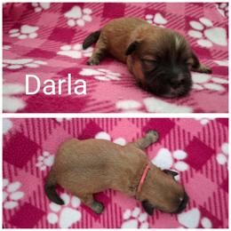 Darla - Red gold female Lhasa Apso puppy in Cincinnati, Ohio from Shangri-La Lhasa Apsos