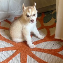 Siberian Husky Puppies from Hart Creek Siberians