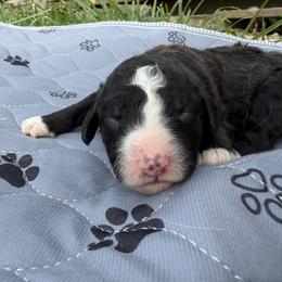 Girl 3 - female Aussiedoodle puppy in Eolia, Missouri from Barefoot Kennel