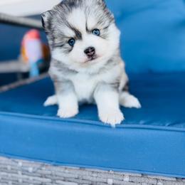 Trix - Silver and white female Pomsky puppy in Yavapai County, Arizona from Pawsh Pomskies