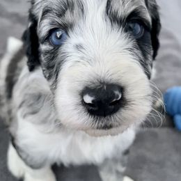 Aussiedoodle Puppies from Sugar Creek Oodles