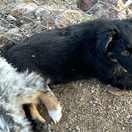 Puppy - Black tri-color male Australian Shepherd puppy in Bailey, Colorado from Silverheels Australian shepherds