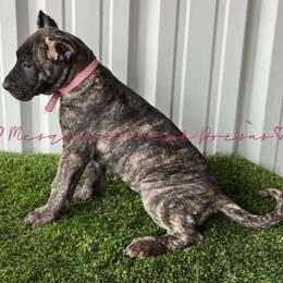 Perro de Presa Canario Puppies from Mesquite Creek Kennels