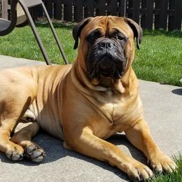Bullmastiffs and French Bulldogs from Brick Wall Bullies