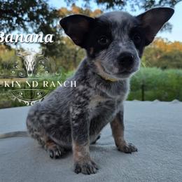 Banana - litter runt - Blue male Australian Cattle Dog puppy in Silsbee, Texas from Rockin ND Ranch