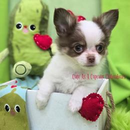 Cannoli 3200 Ready Now - Chocolate and white male Chihuahua puppy in Piqua, Kansas from Cute As A Cupcake Chihuahuas